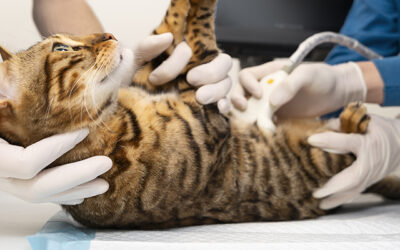 10 preguntas sobre la esterilización de los gatos