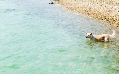 Consejos para disfrutar con perros en la playa