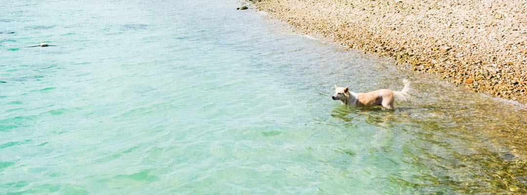 Consejos para disfrutar con perros en la playa