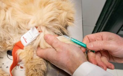 La importancia de la vacunación de nuestra mascota