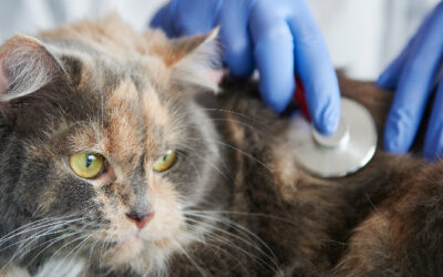 Cómo llevar a tu gato al veterinario sin estrés