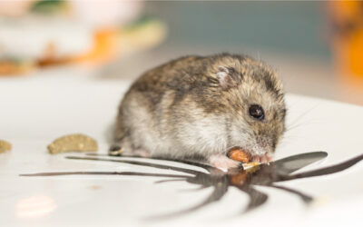 Alimentación en roedores: ¿qué come un hámster?