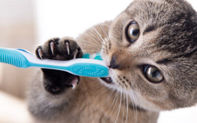¿Qué pasa si se le cae un diente a tu gatito?