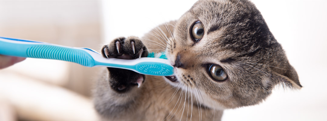 ¿Qué pasa si se le cae un diente a tu gatito?