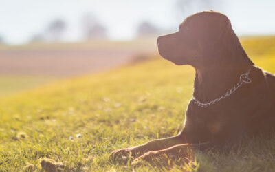 Por qué a los perros les encanta tomar el sol