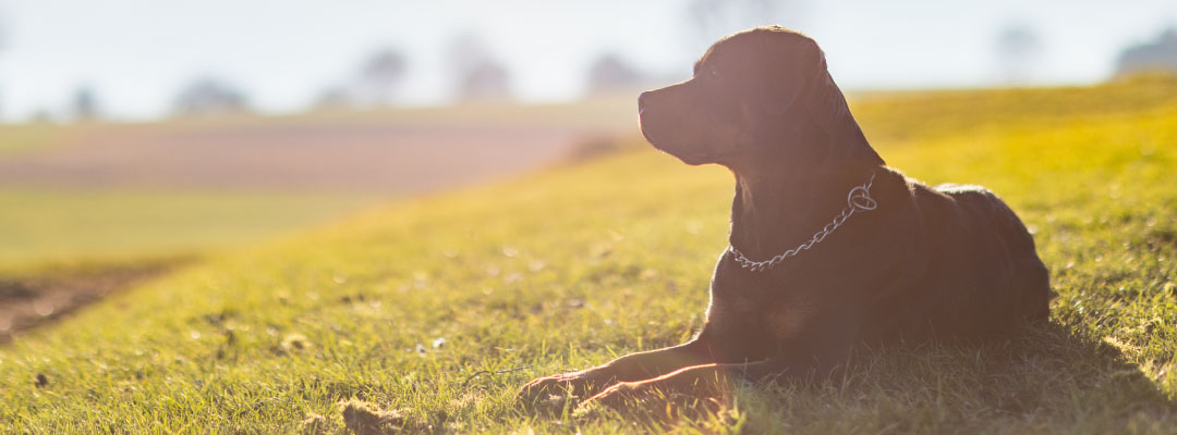 Por qué a los perros les encanta tomar el sol