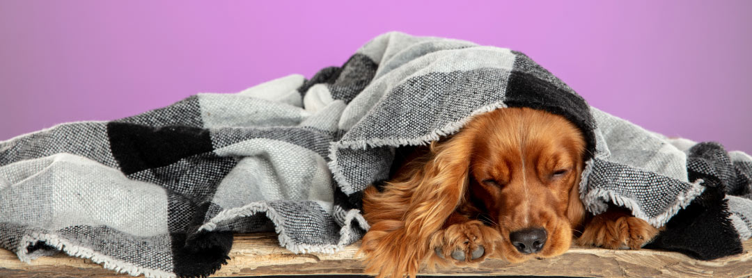 Resfriados y gripe canina