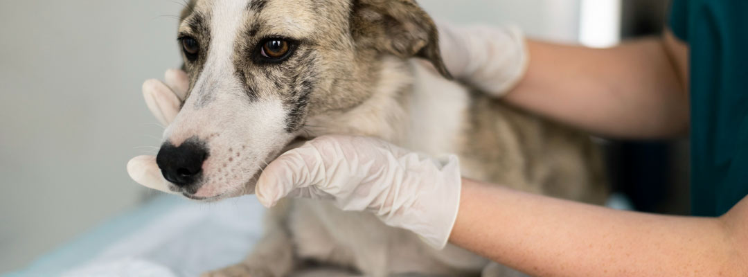 Cirugía segura para mascotas en Tudela