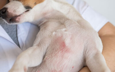 Identificar, tratar y prevenir problemas dermatológicos en mascotas