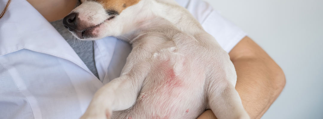 Identificar, tratar y prevenir problemas dermatológicos en mascotas