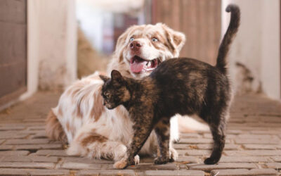 Adiós parásitos: prevención efectiva para tu mascota