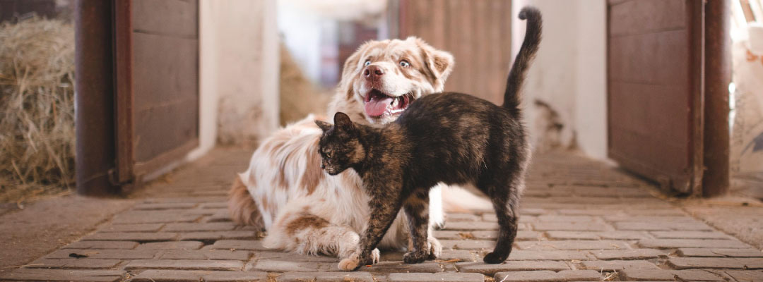 Adiós parásitos: prevención efectiva para tu mascota