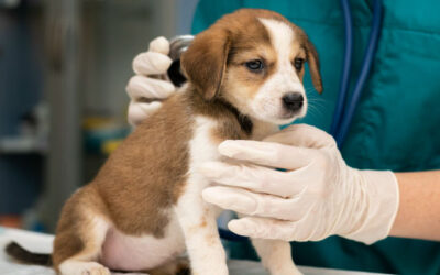 ¿Cuándo es el mejor momento para esterilizar a tu perro o gato en Tudela?