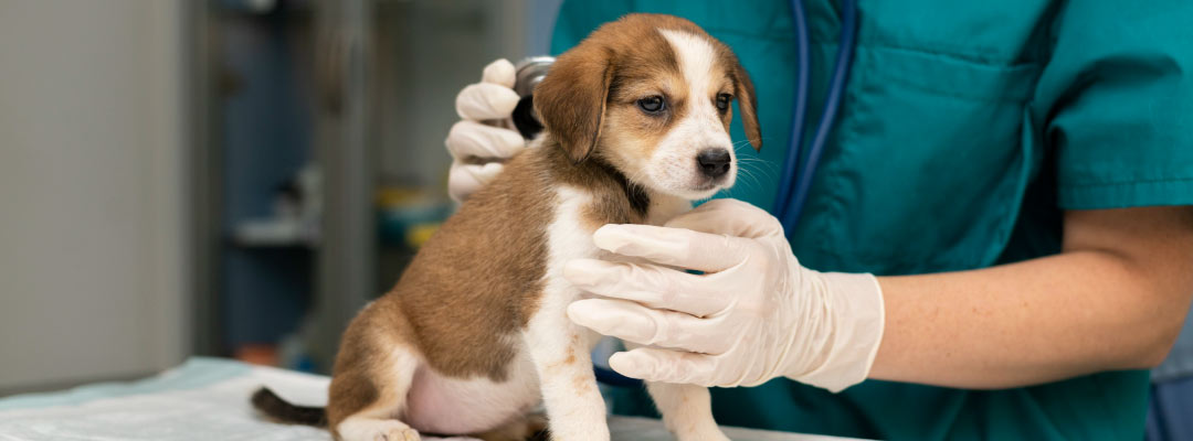 ¿Cuándo es el mejor momento para esterilizar a tu perro o gato en Tudela?