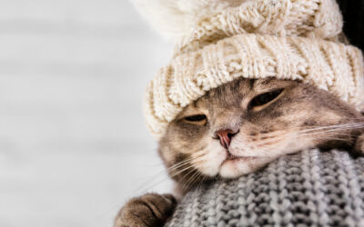 Cómo proteger a tu mascota del frío