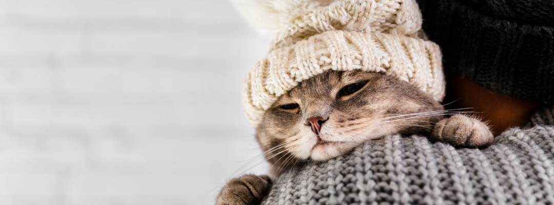 Cómo proteger a tu mascota del frío