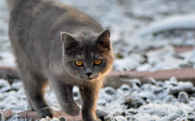 El abandono animal en 2025 sigue siendo una emergencia