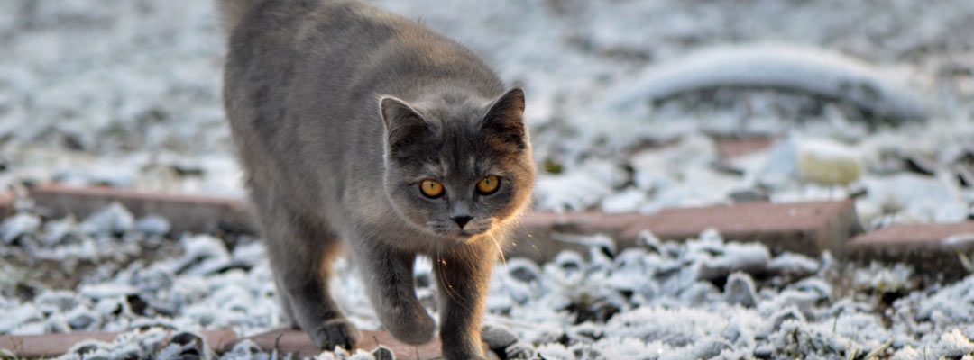 El abandono animal en 2025 sigue siendo una emergencia