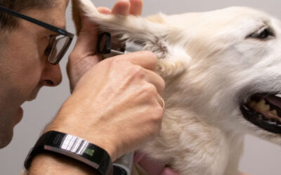 Guía básica sobre comportamiento animal