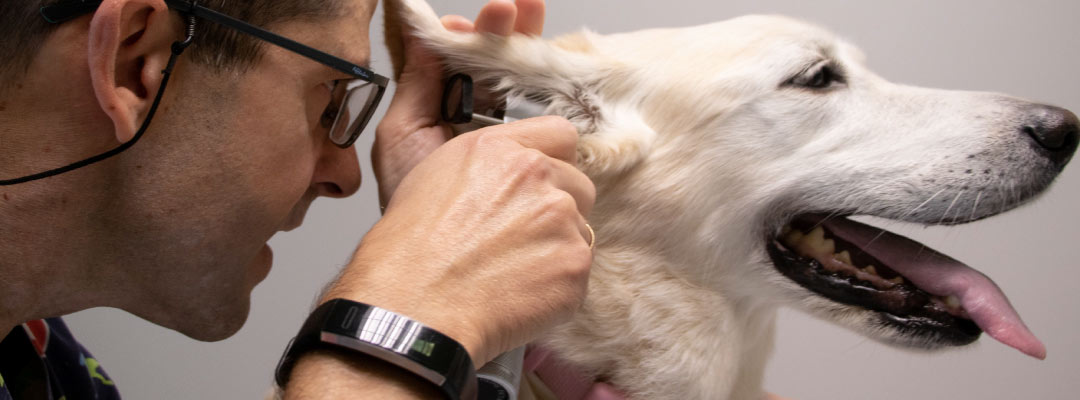 Guía básica sobre comportamiento animal