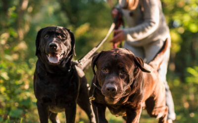Síntomas y peligros de la dirofilariosis o la leishmaniosis