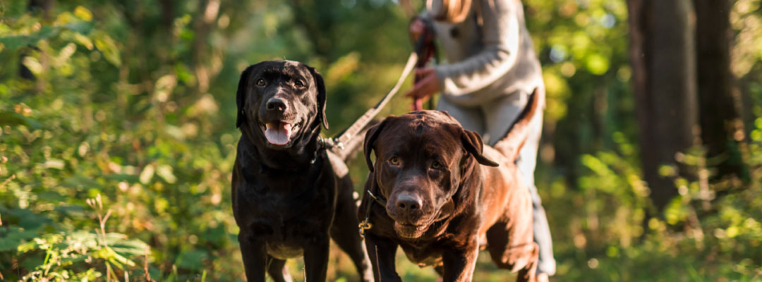 Síntomas y Peligros de la Dirofilariosis y leishmaniosis en perros