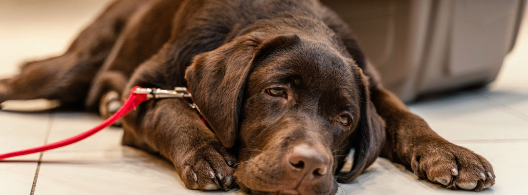 Reacciones alérgicas en perros y gatos en primavera