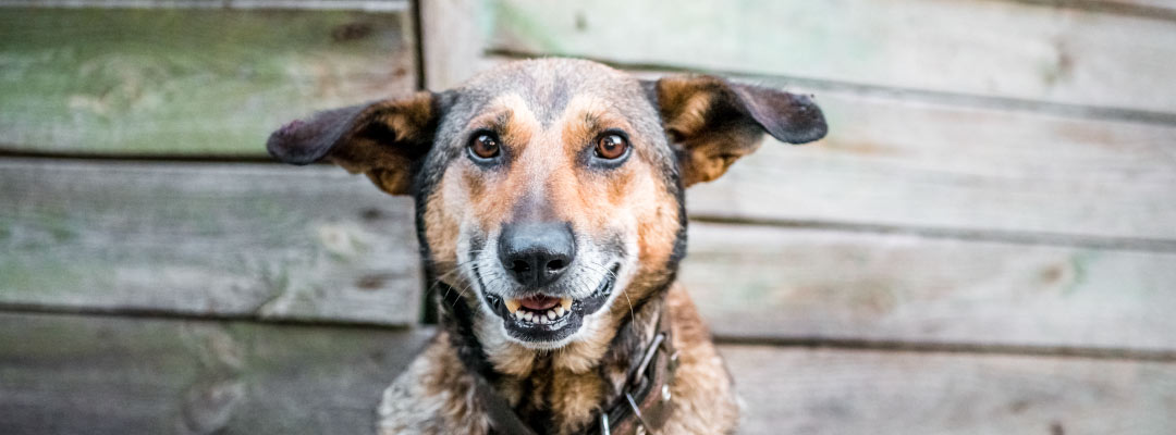Preguntas difíciles sobre la eutanasia de una mascota: cómo afrontar la decisión y qué suele pasar