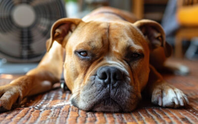 Golpe de calor en mascotas: cómo prevenirlo y qué hacer si ocurre